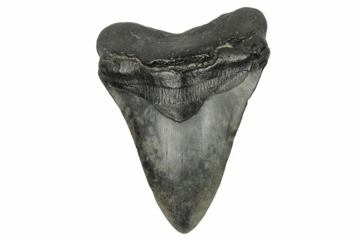Fossil Megalodon Tooth - South Carolina #186778